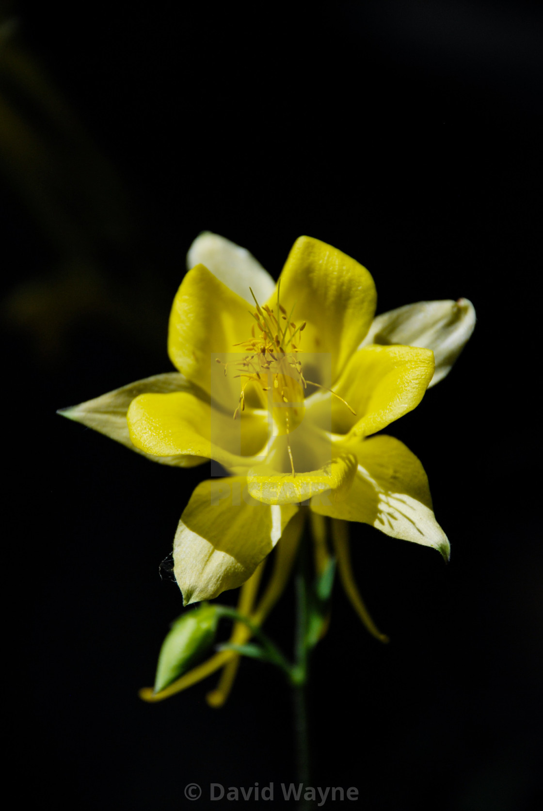 "Golden Spur Columbine" stock image