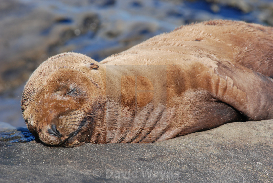 "Sleeping Sea Lion Pup" stock image