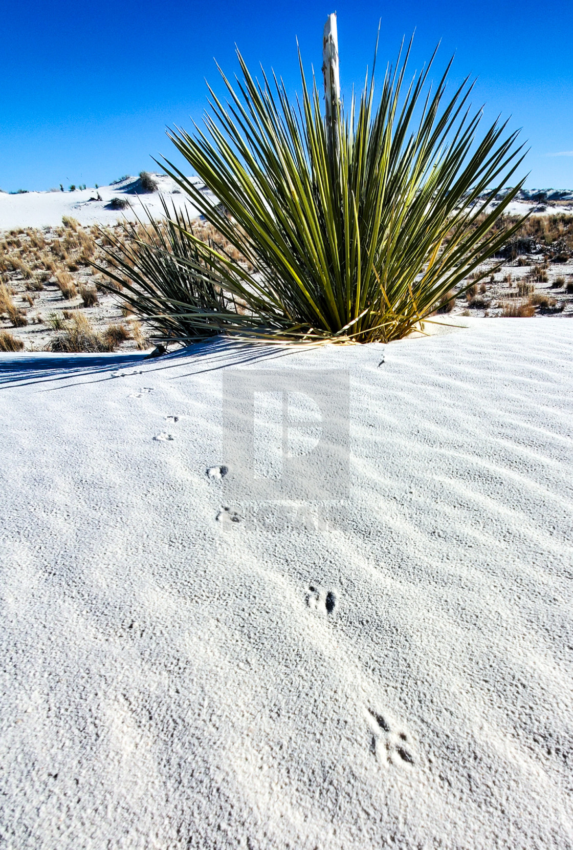 "Tracks in the Sand" stock image