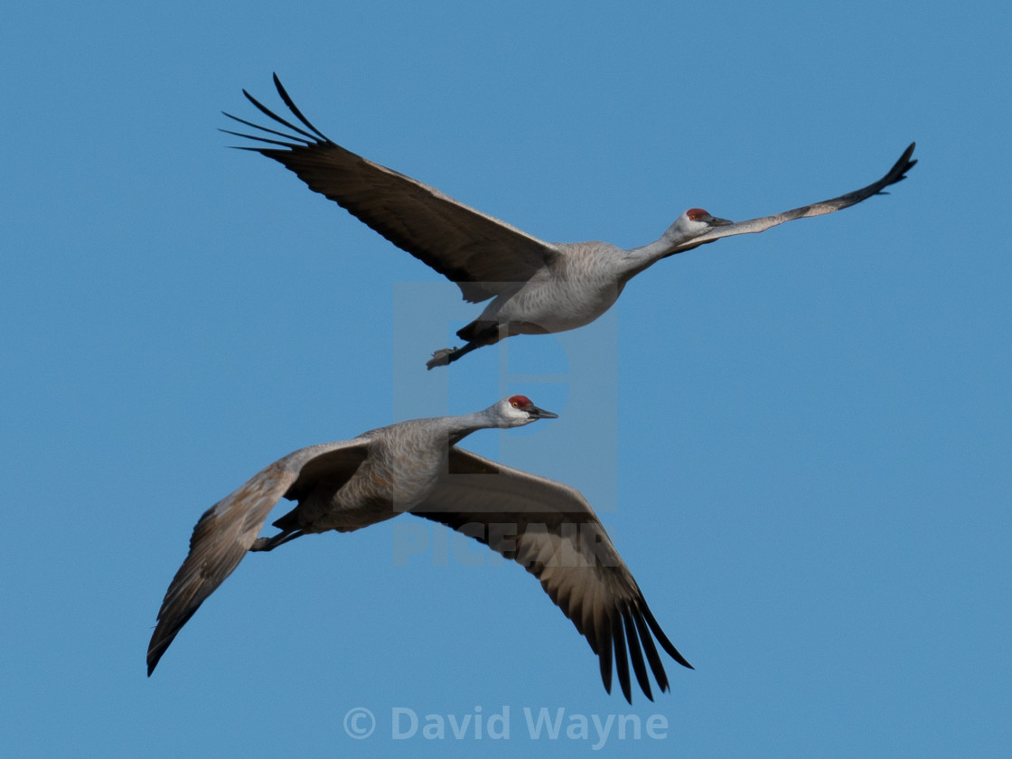 "Sandhill Cranes in Flight II" stock image