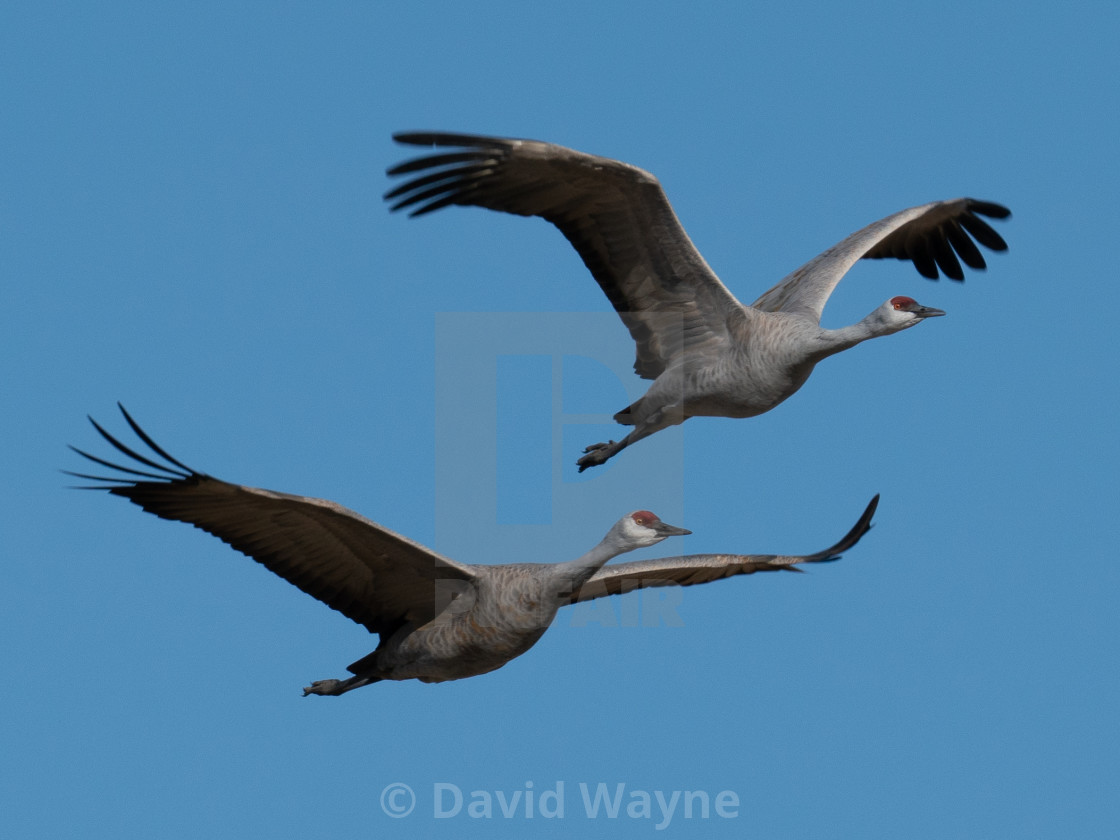 "Sandhill Cranes in Flight IV" stock image