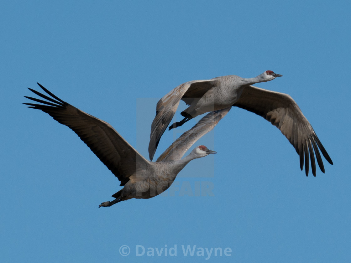 "Sandhill Cranes in Flight III" stock image