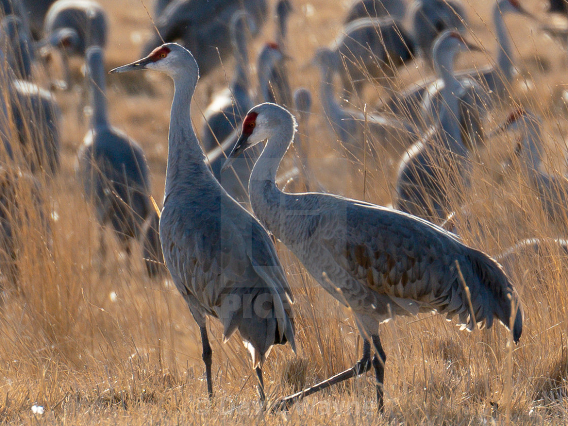 "Sandhill Crane Couple" stock image