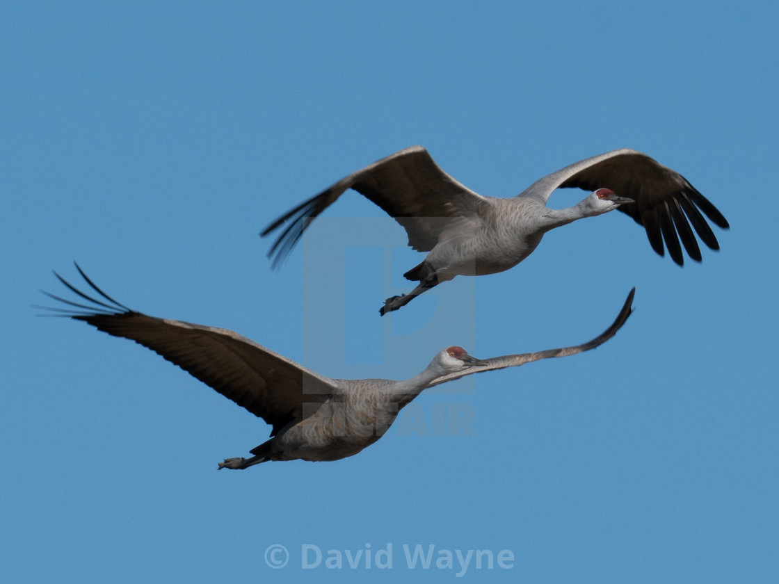 "Sandhill Cranes in Flight I" stock image