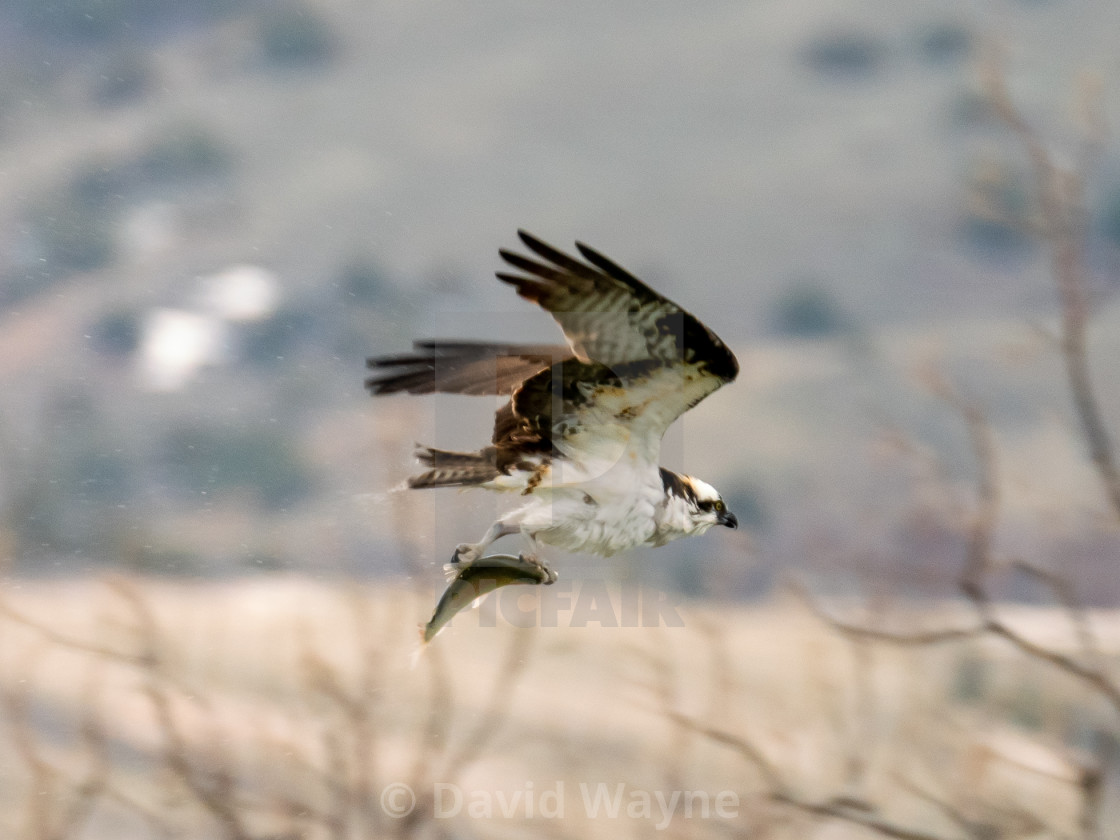 "Osprey and Lunch" stock image