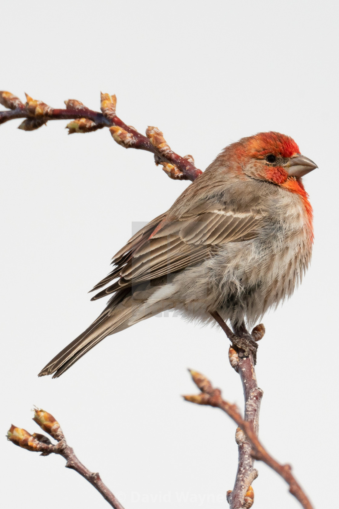 "House Finch on Branch" stock image