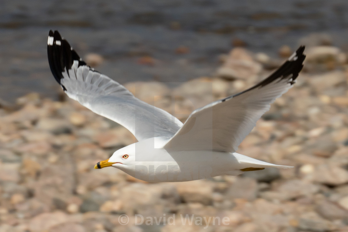 "Ring-Billed Gull in Flight" stock image