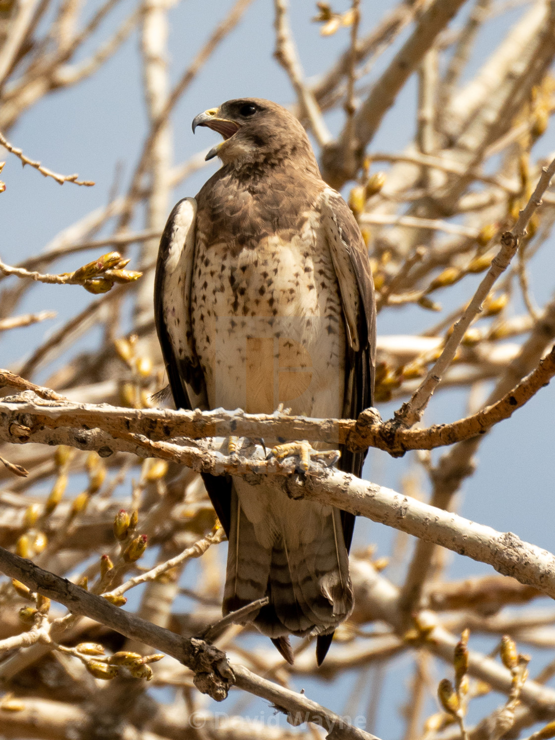 "Swainsons Hawk Calling" stock image