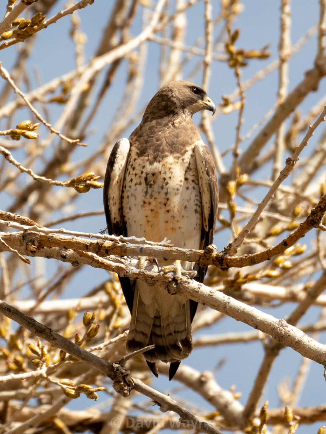 "Swainsons Hawk on Branch" stock image