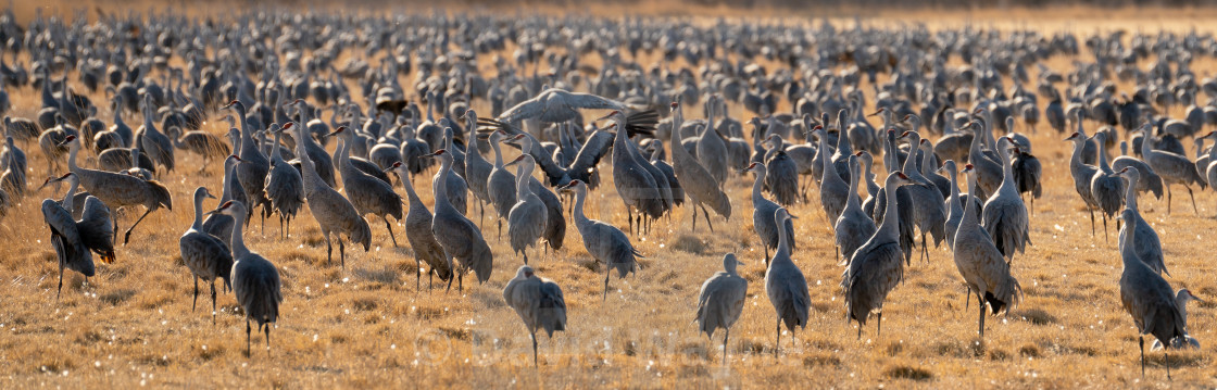 "Sandhill Crane Migration" stock image