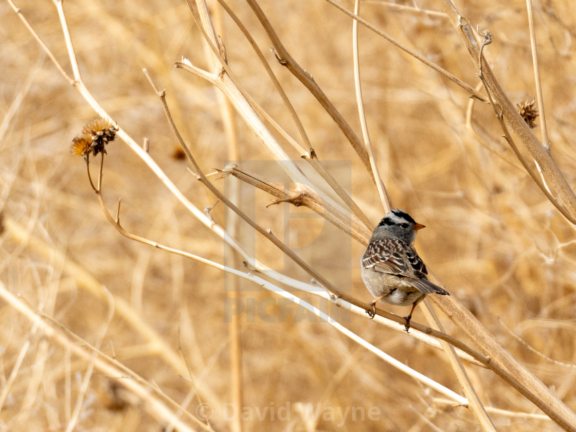 "White Crowned Sparrow on Twig" stock image