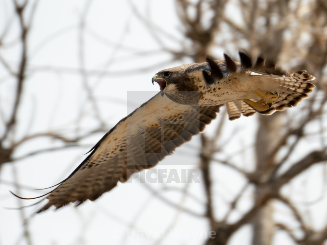 "Swainsons Hawk Calling in Flight" stock image