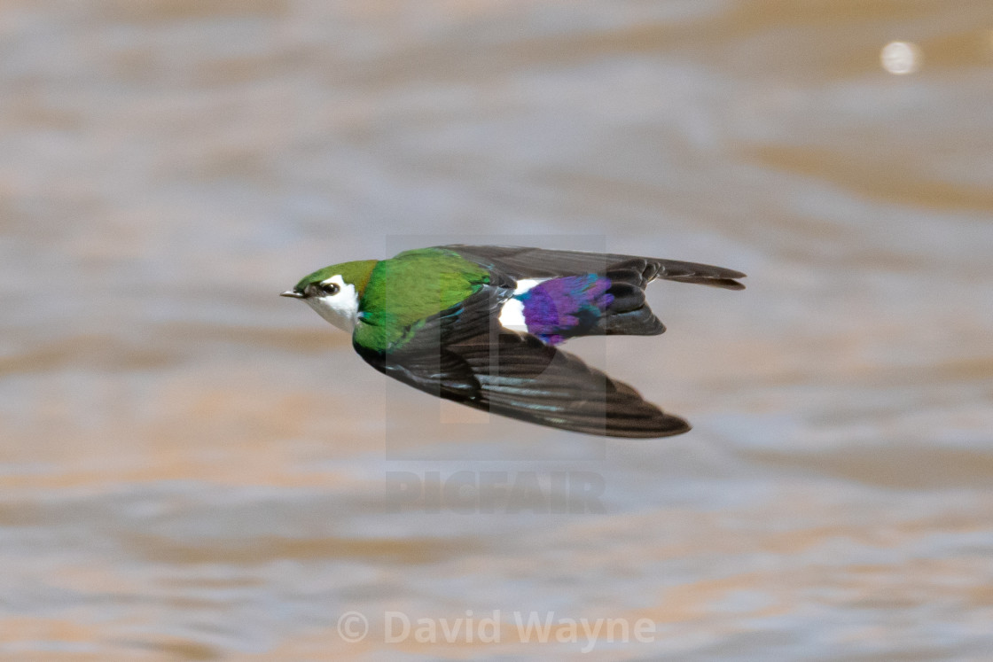 "Violet-Green Swallow in Flight I" stock image