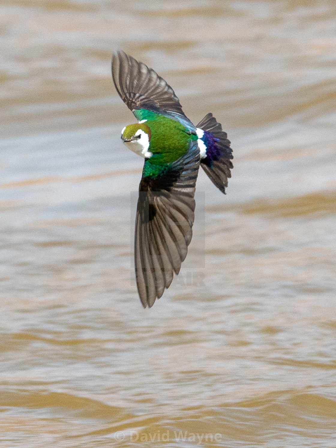 "Violet-Green Swallow in Flight II" stock image