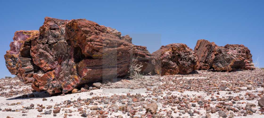 "Petrified Fallen Tree" stock image