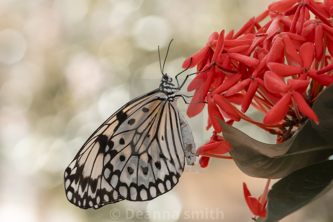 "White Butterfly" stock image