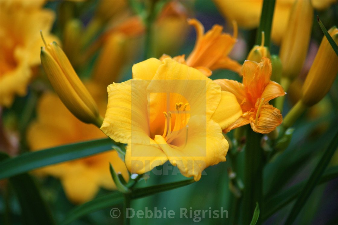 "Daylily" by Debbie Rigrish - $15.44 "Daylily" stock image