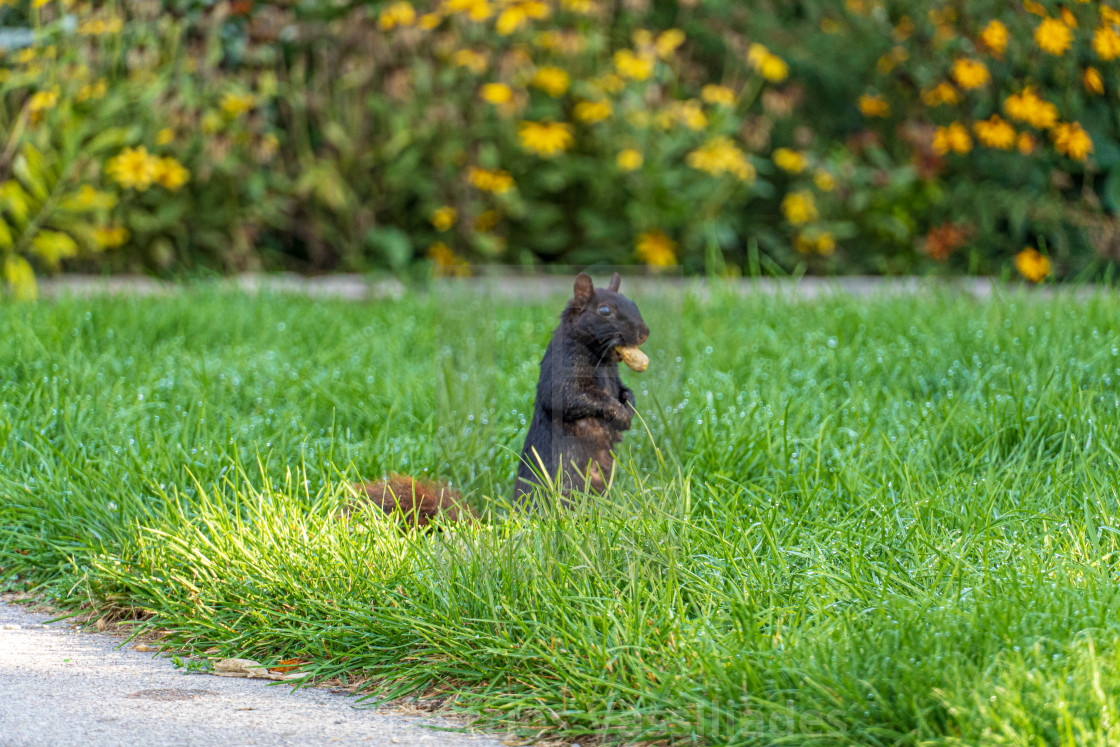 "Black Squirrel with Nut" stock image