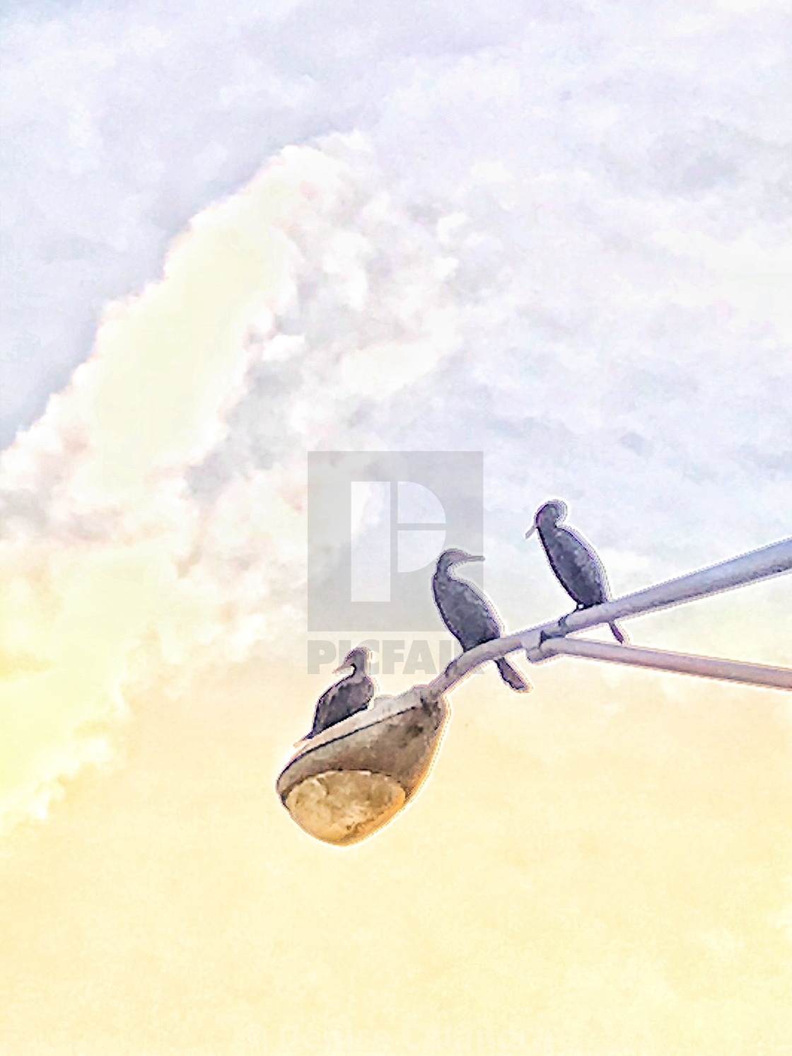 "Three Amigos" by Denise Calandra - $9.77 "Three Amigos" stock image