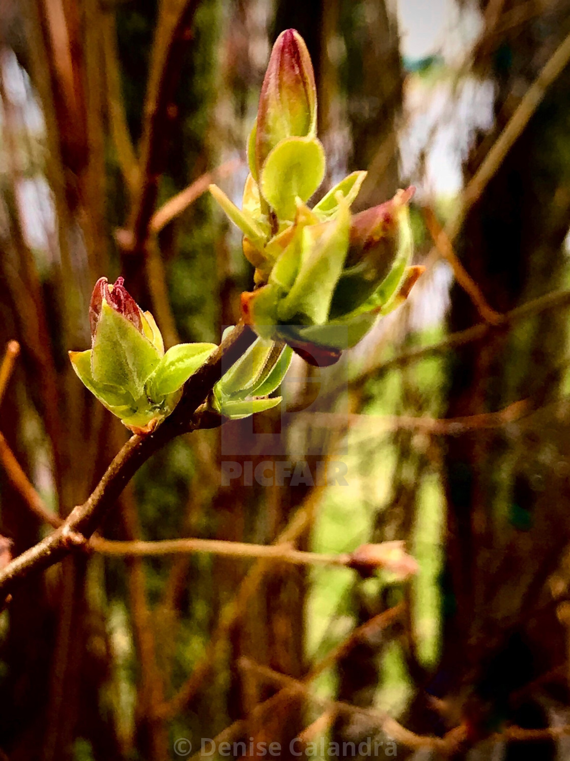 "Renewal Bursts Through" stock image