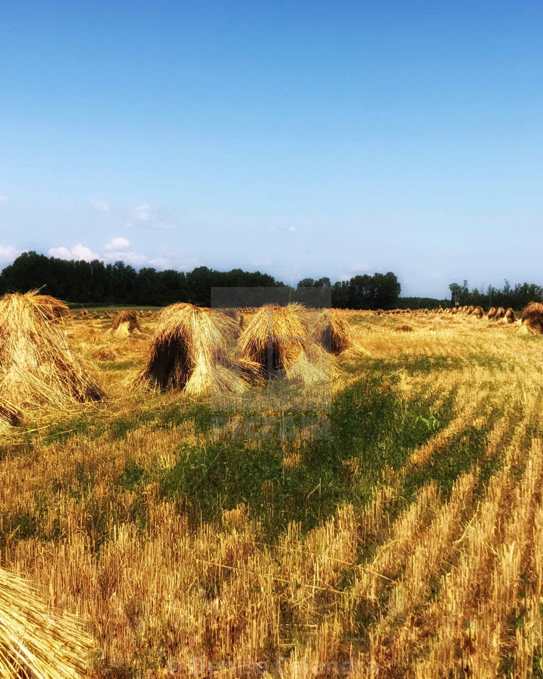 "Amish Wheat Field" stock image