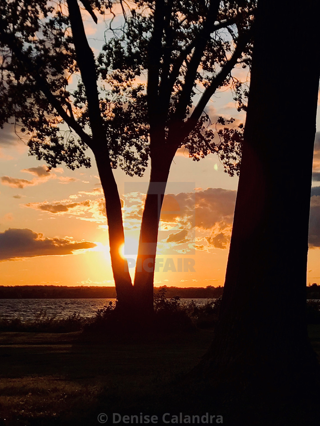 "Sunset Through The Trees" stock image