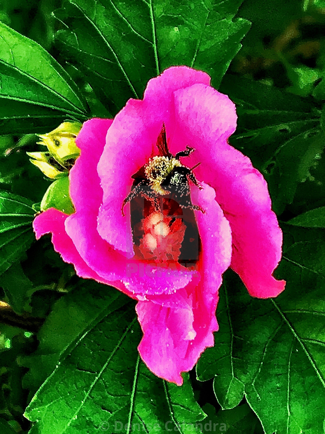 "Pollination" stock image