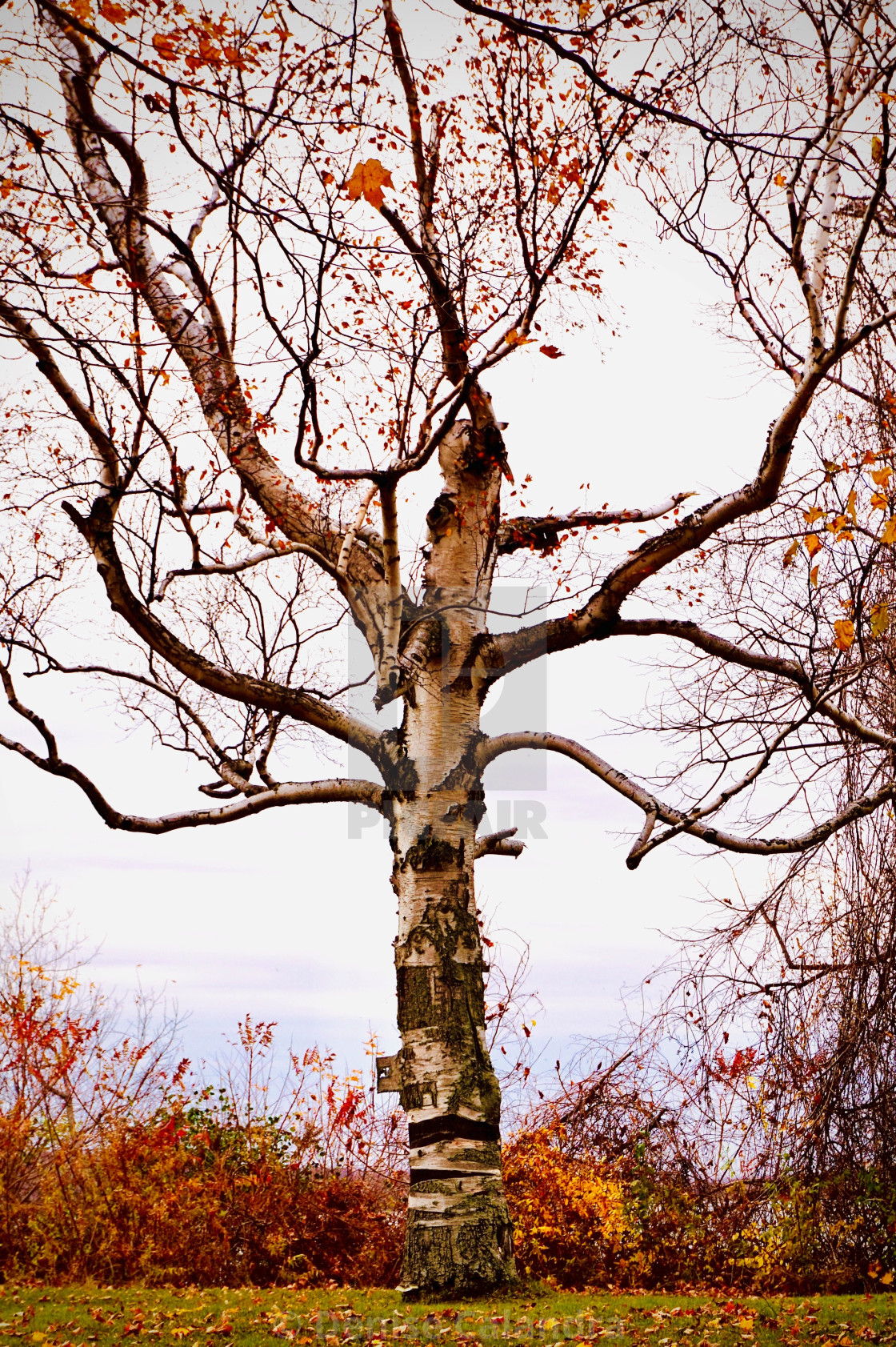 "Glowing Birch Tree" stock image