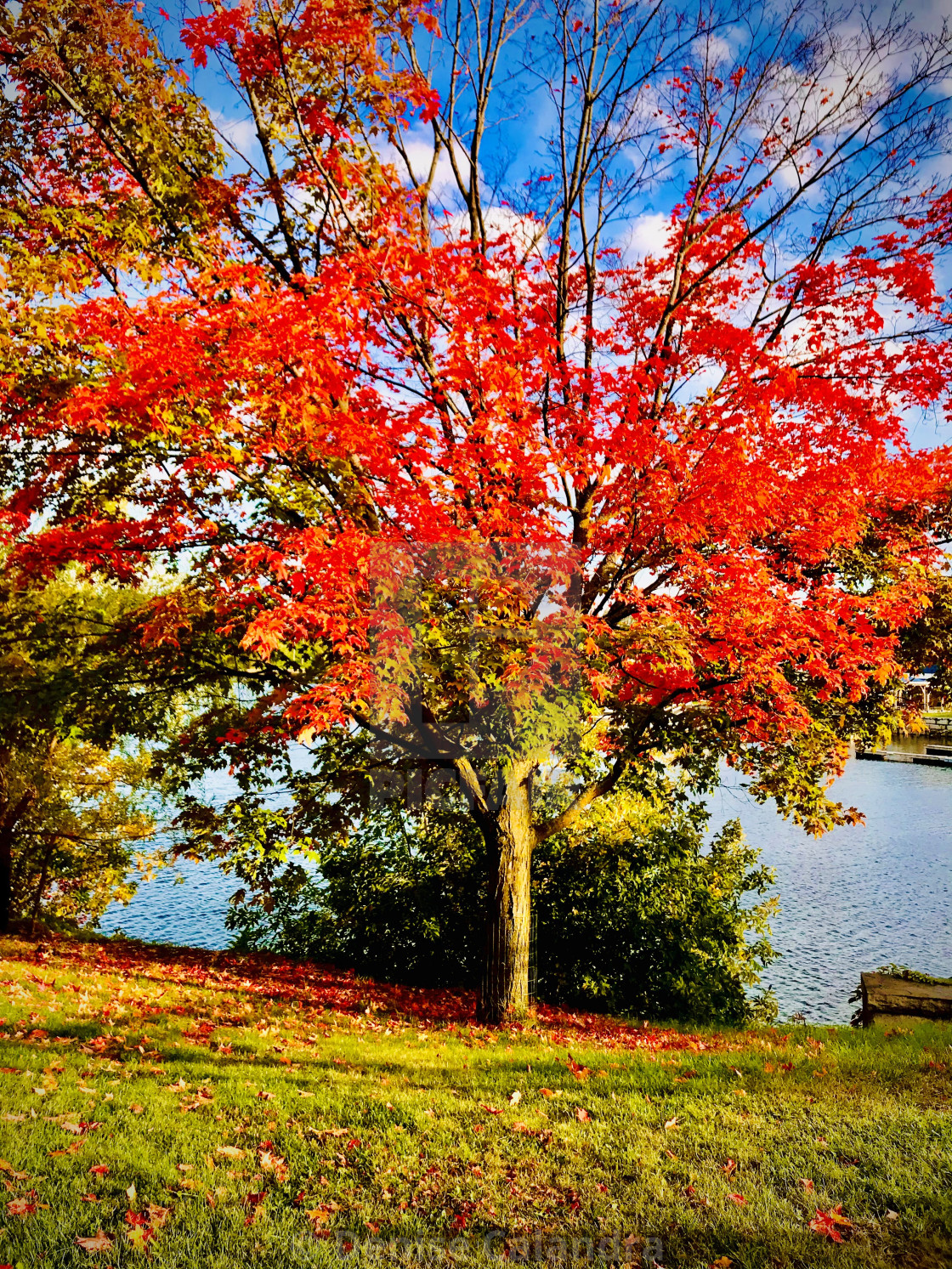 "Autumn Tree" stock image