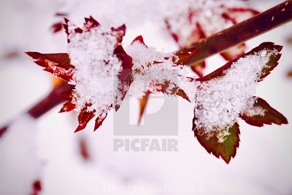 "Sugar Snow on a Rose Bush" stock image