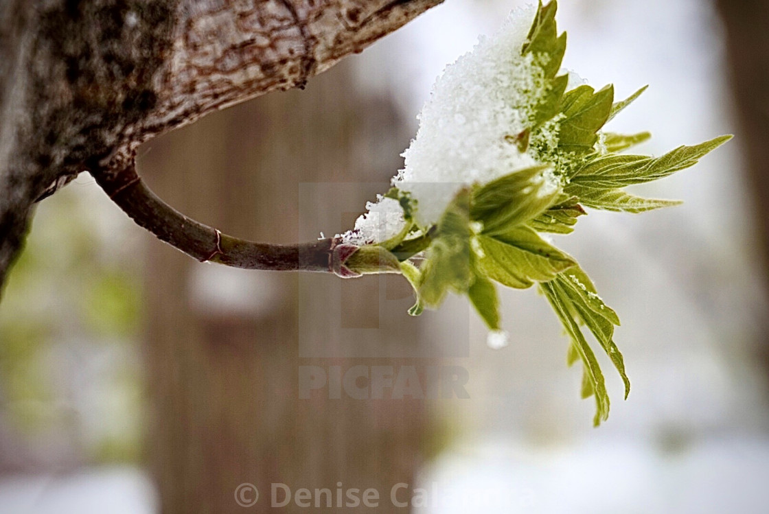 "Sugar Snow covering the leaf" stock image