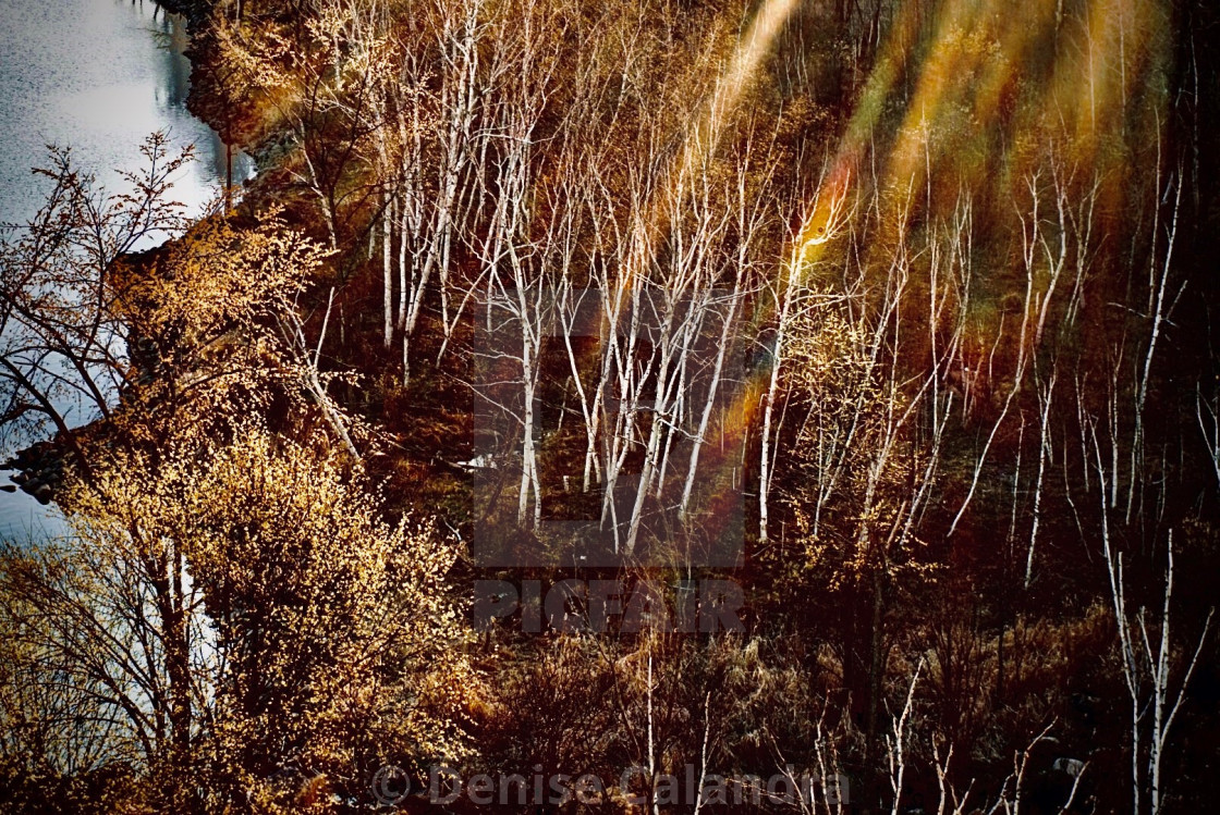 "Dance of the Birch Trees" stock image