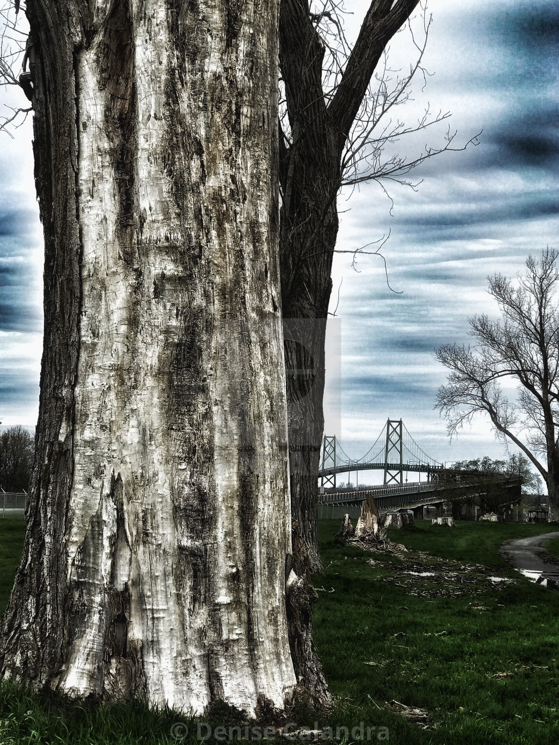 "View from a Tree" stock image