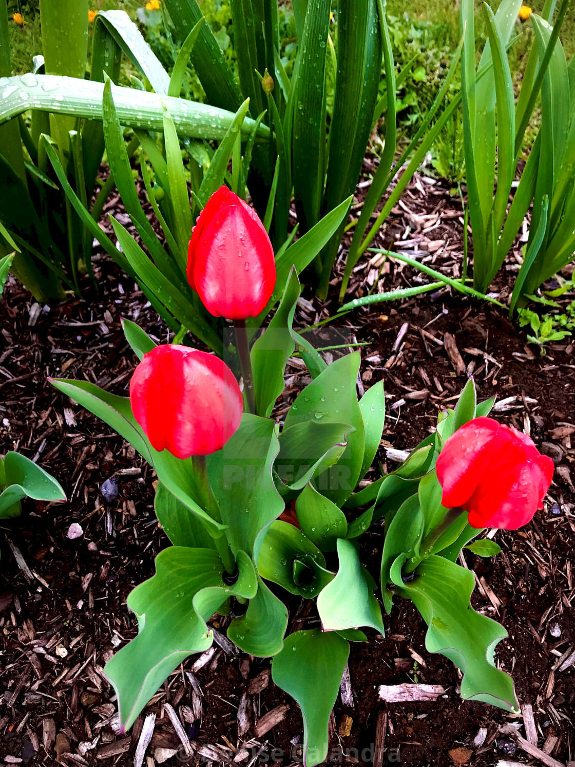 "Tulips Delight" stock image