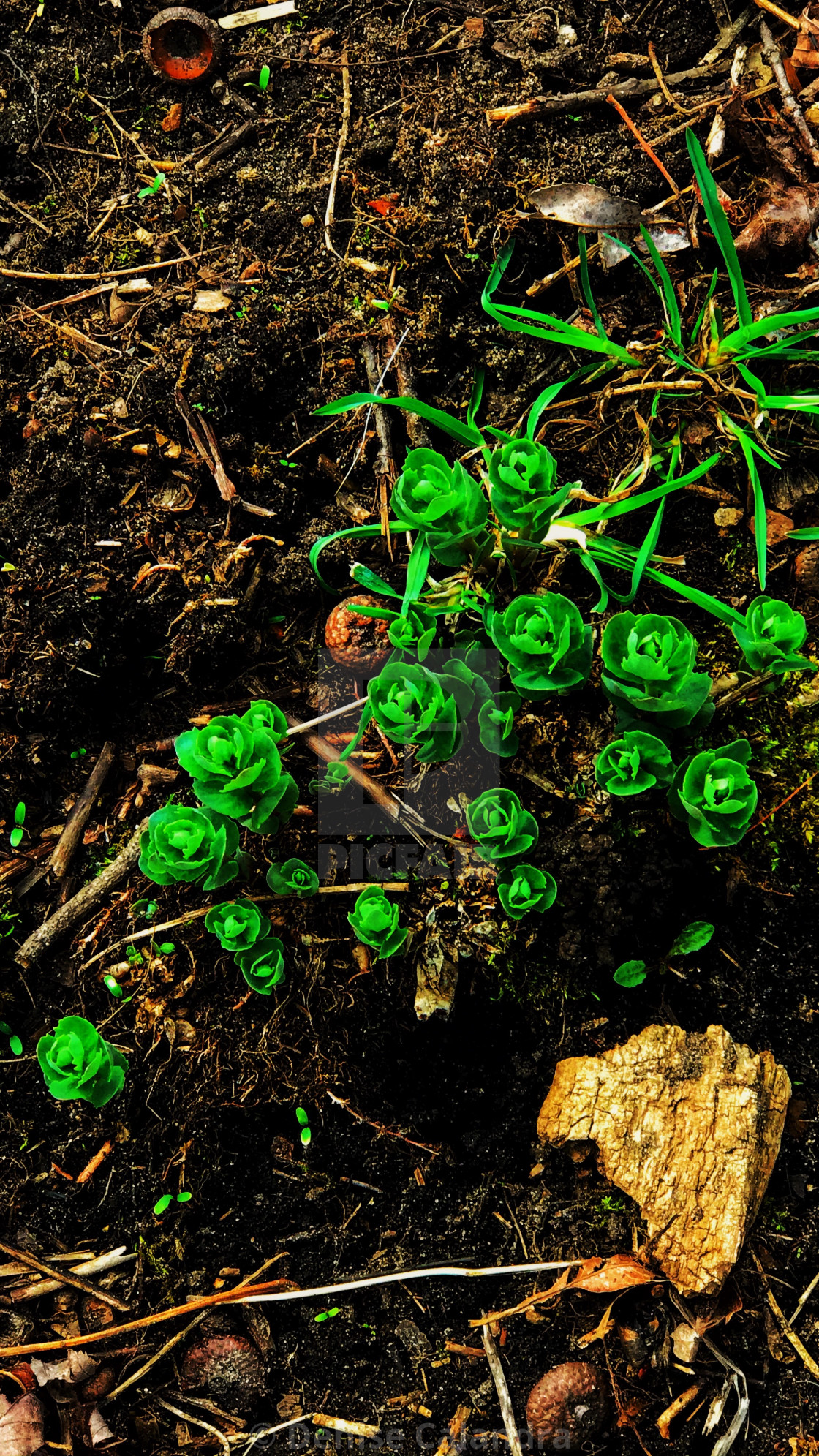 "Spring Peeking Through" stock image