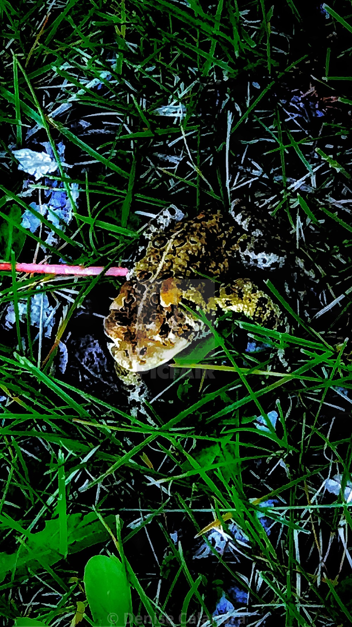 "Frog Friend" stock image