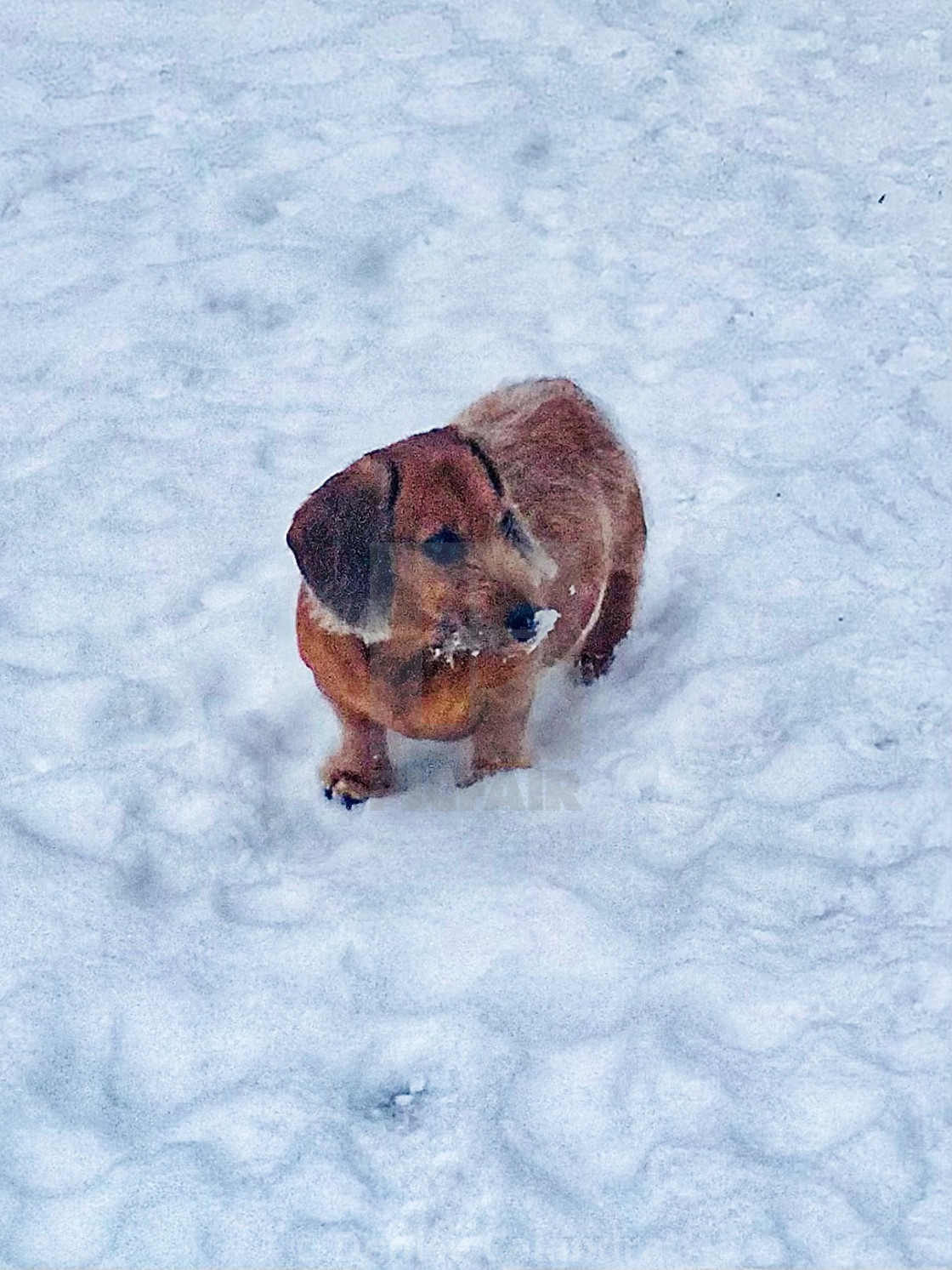 "Snow Dog Cloud" stock image