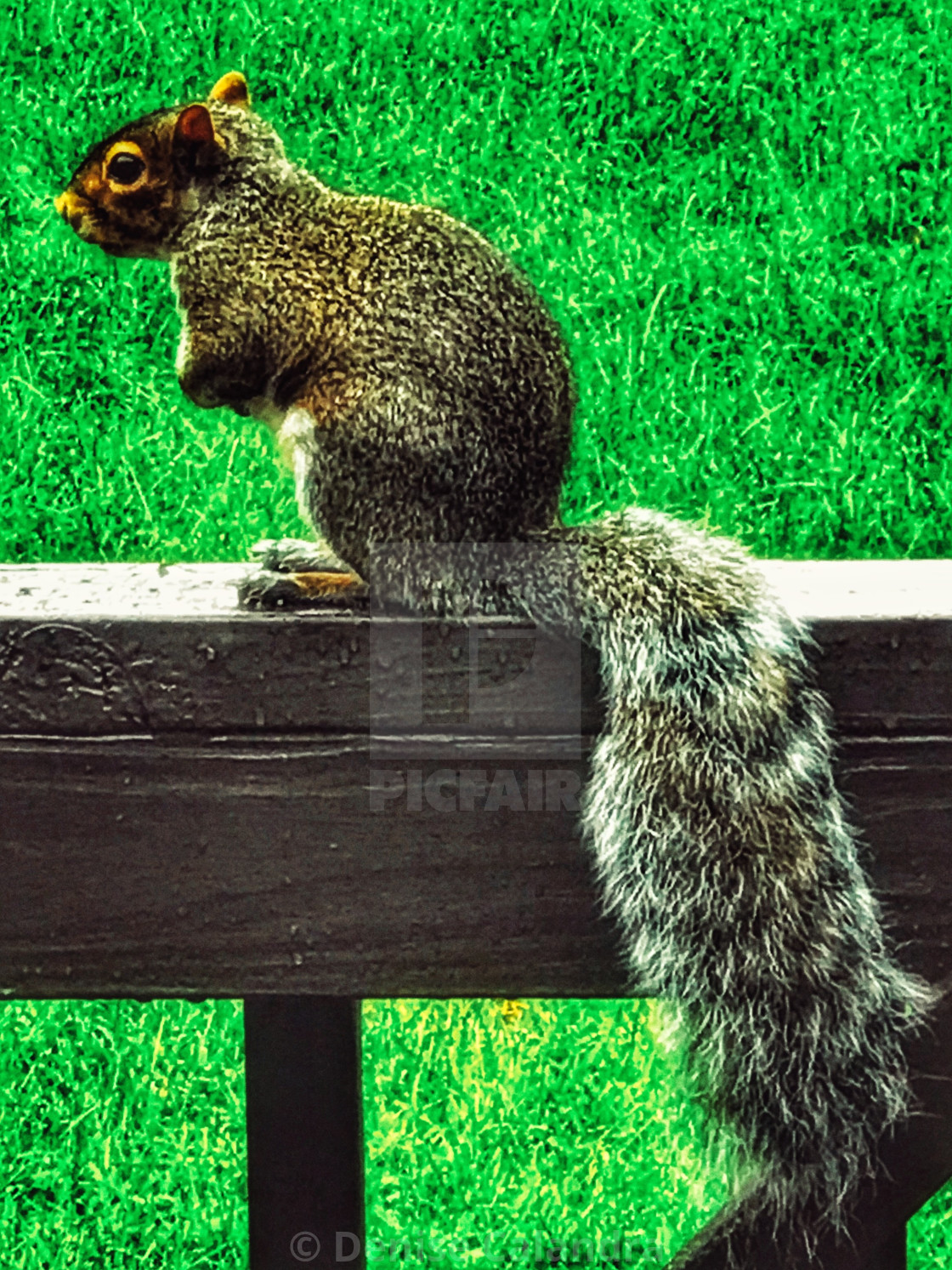 "Little Squirrel" stock image