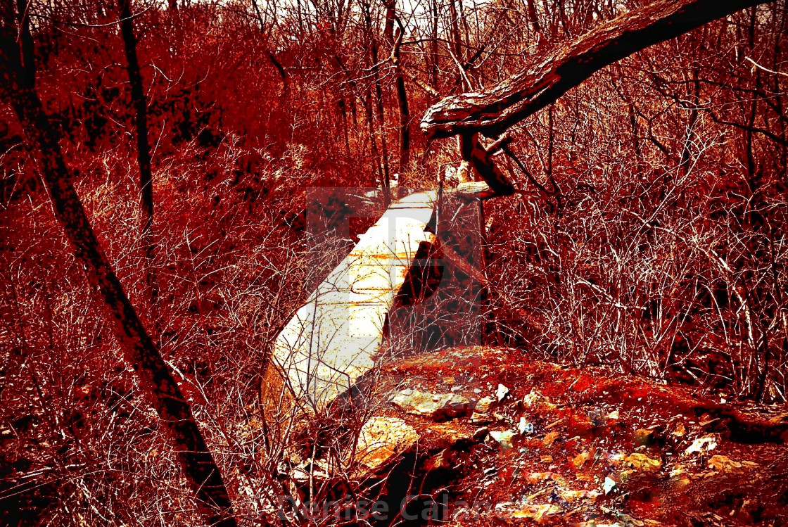 "Pathway in the woods" stock image