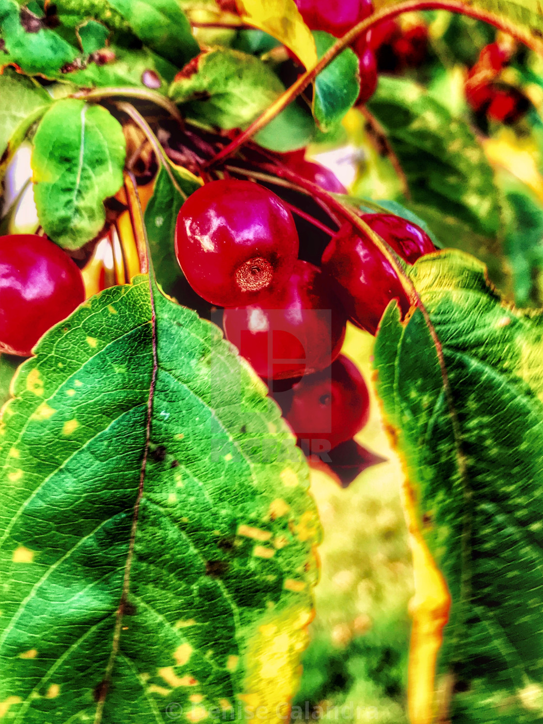 "Tiny Crabapples" stock image