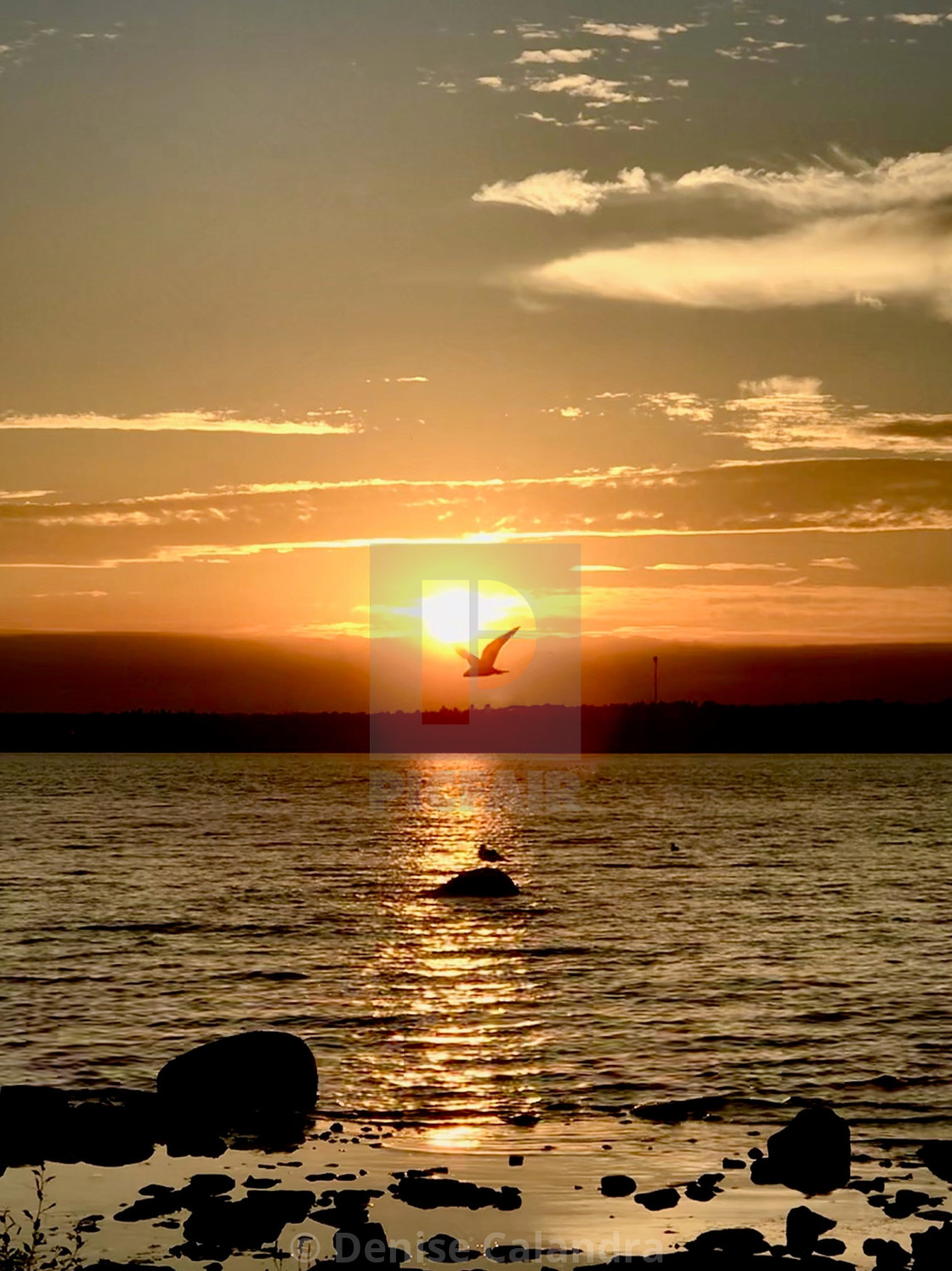 "Bird in Sunset" stock image