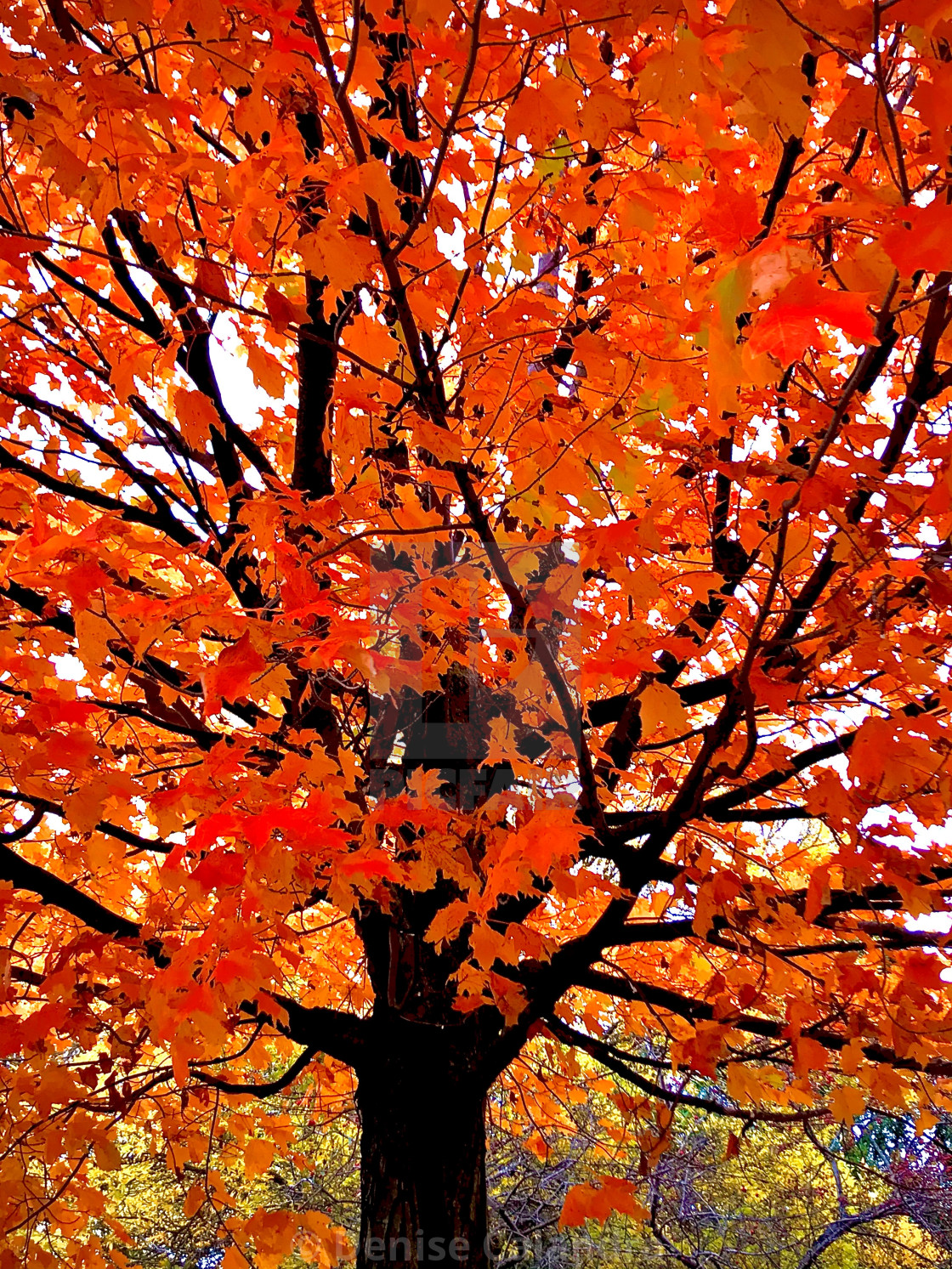 "A Trees Fall Glory" stock image