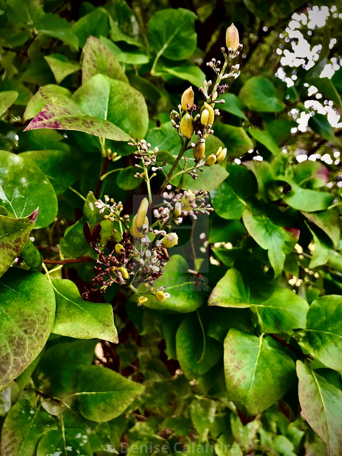"A Dormant Lilac" by Denise Calandra - $15.08 "A Dormant Lilac" stock image