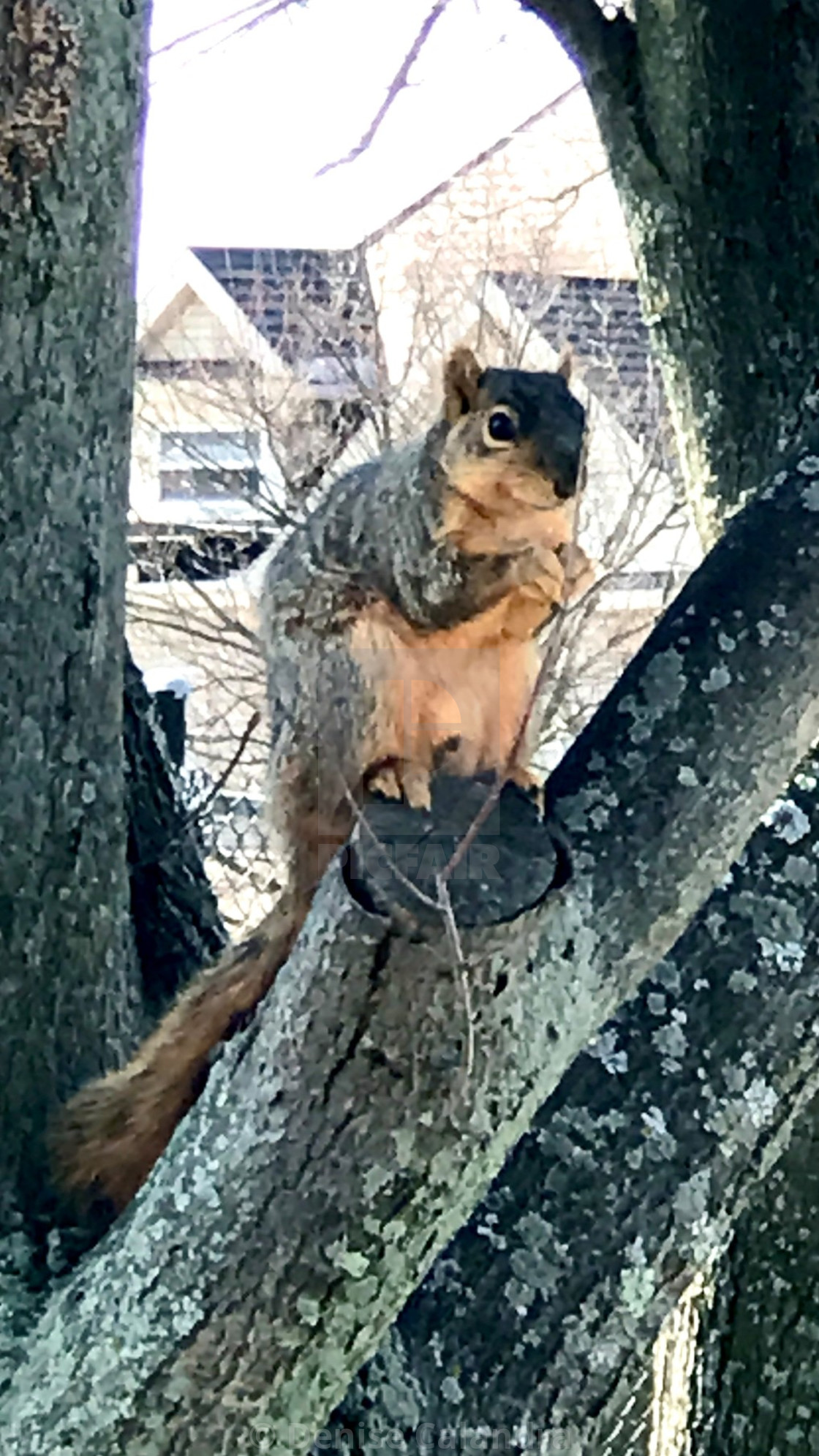 "Smiling Squirrel" stock image