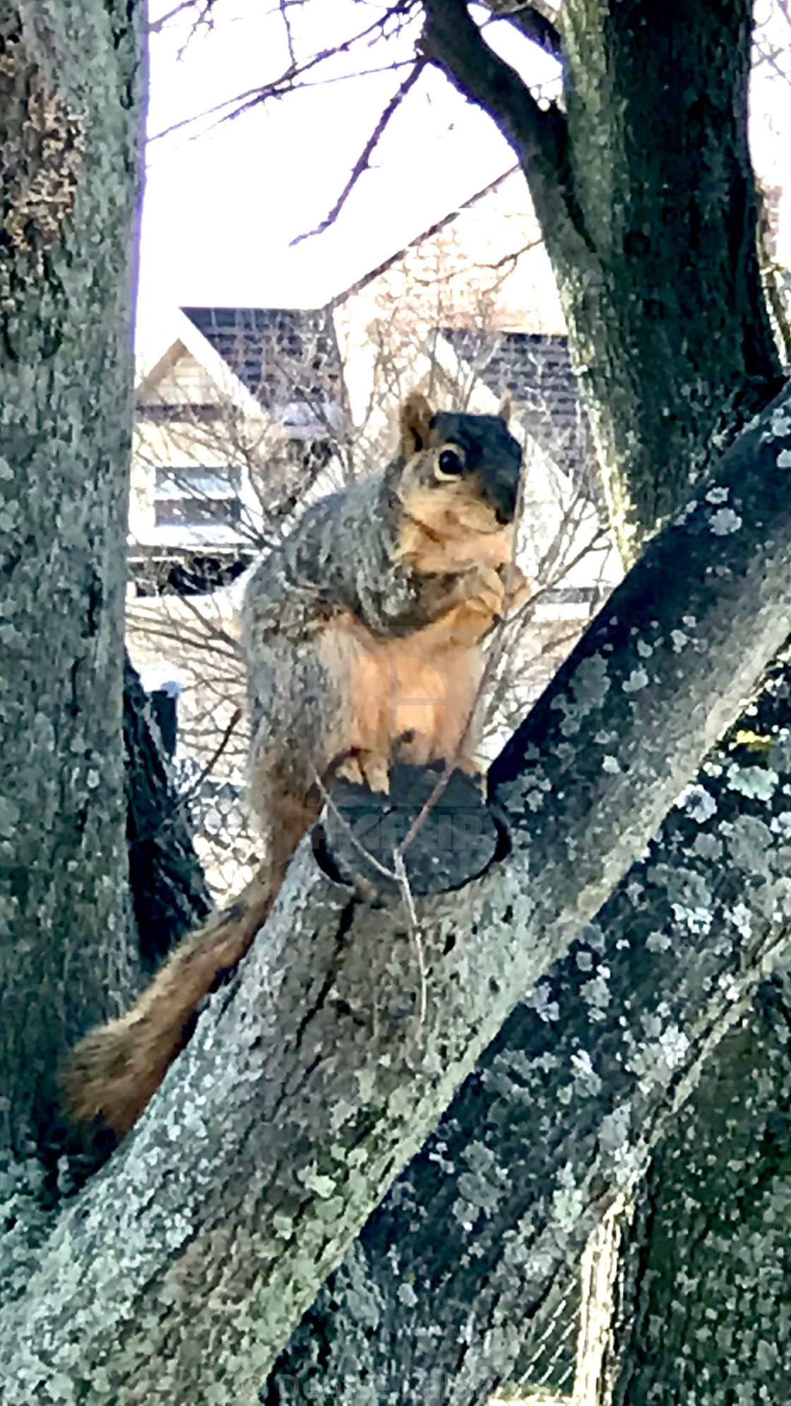 "Smiling Squirrel" stock image