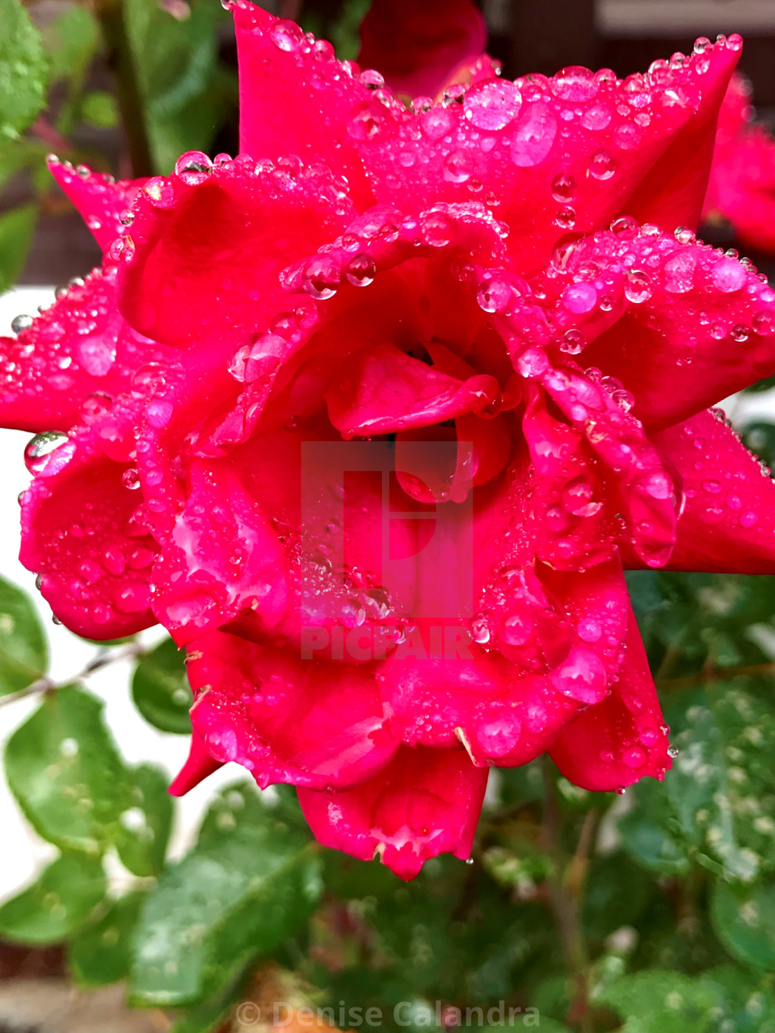 "Morning Rose Fresh With Dew" stock image