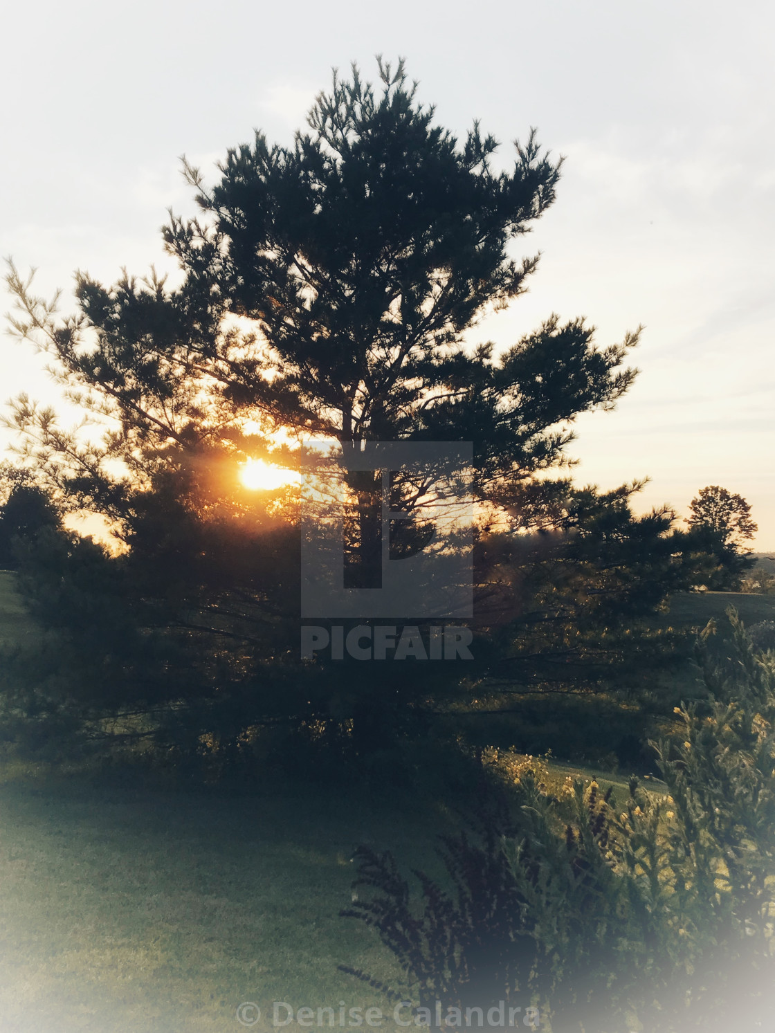 "Wavy Fading Tree" stock image