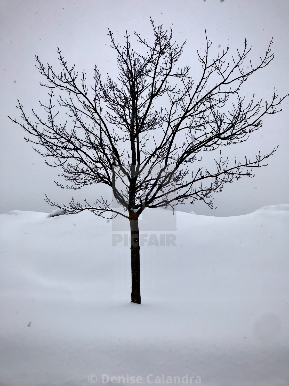"Washed White As Snow" by Denise Calandra - $17.60 "Washed White As Snow" stock image