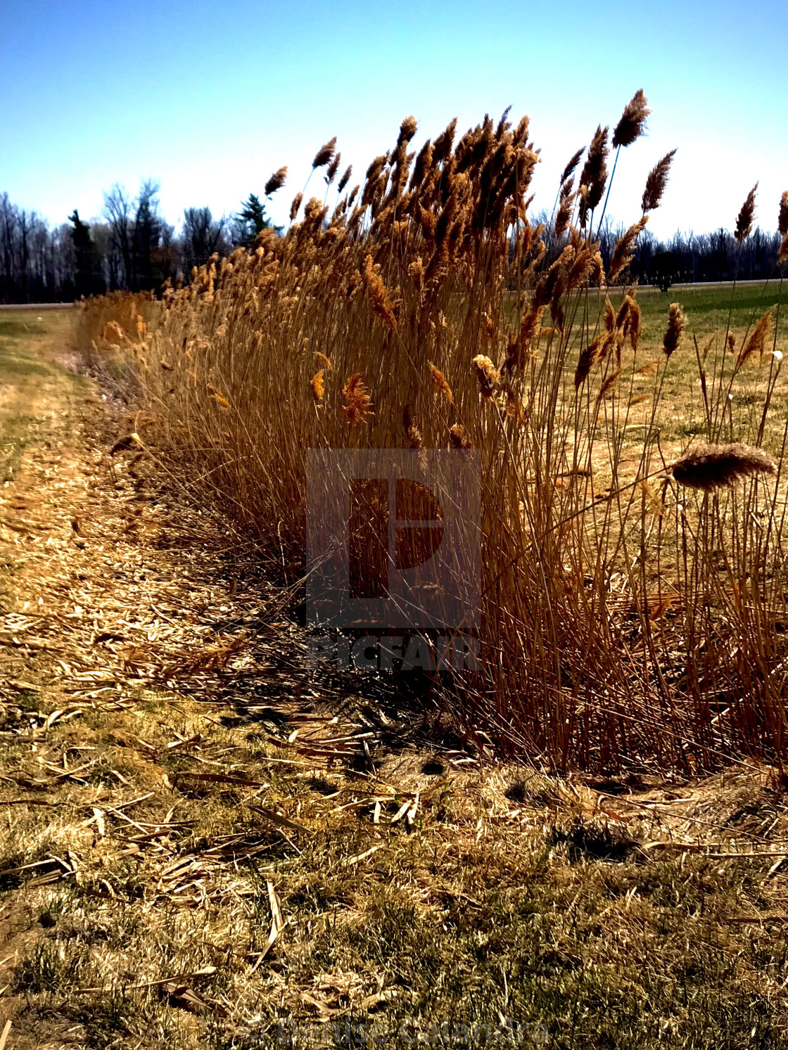 "Amber Waves Of Grain" stock image