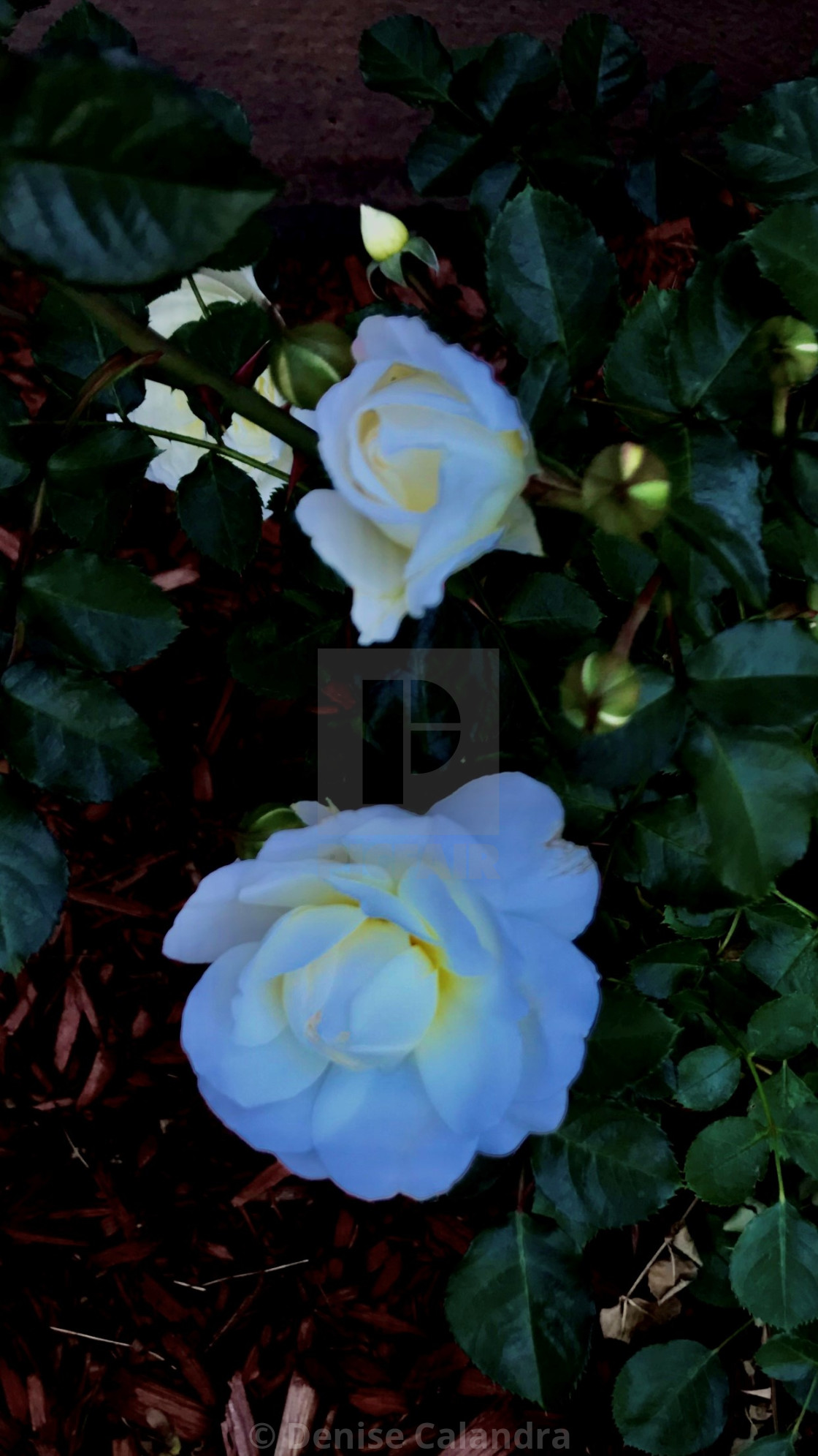 "Illuminated White Rose" stock image